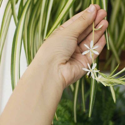 Why is My Spider Plant Flowering?