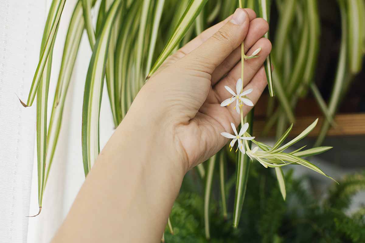 Why is My Spider Plant Flowering?