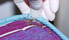 Easy Steps To Hire A Bed Bug Lawyer For Your Case