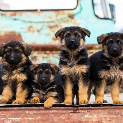 How-To Guide For German Shepherd Puppies