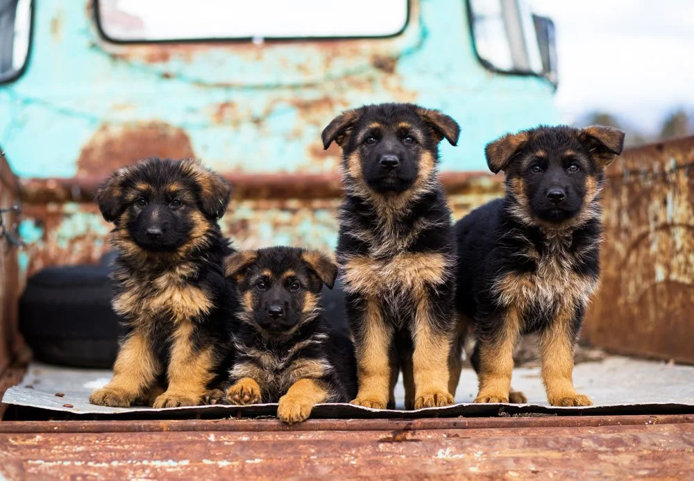 Top German Shepherd Breeders: Essential Guide